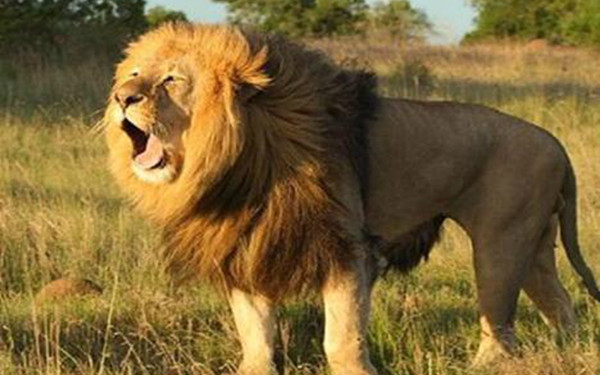 狮子是什么动物类型它被称为是森林的百兽之王