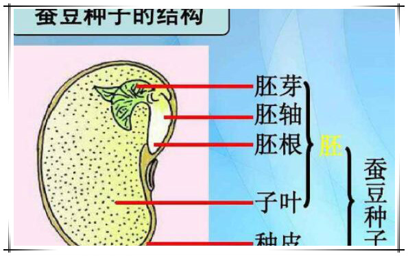 一种有两片子叶的植物,也就是说,当种子发芽时,它有两片叶子,如蚕豆