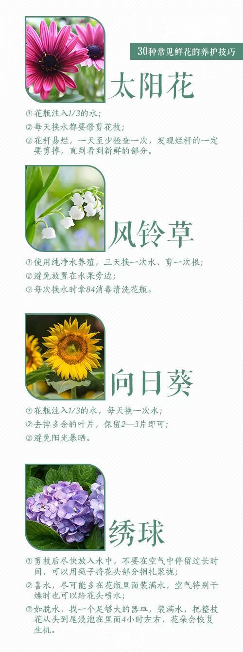 30种常见鲜花的养护技巧,常买花的都看看